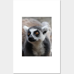 Ring Tailed Lemur Posters and Art